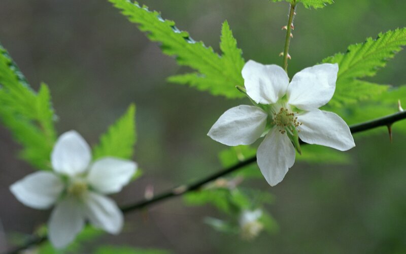 White flowers on a thorny branch