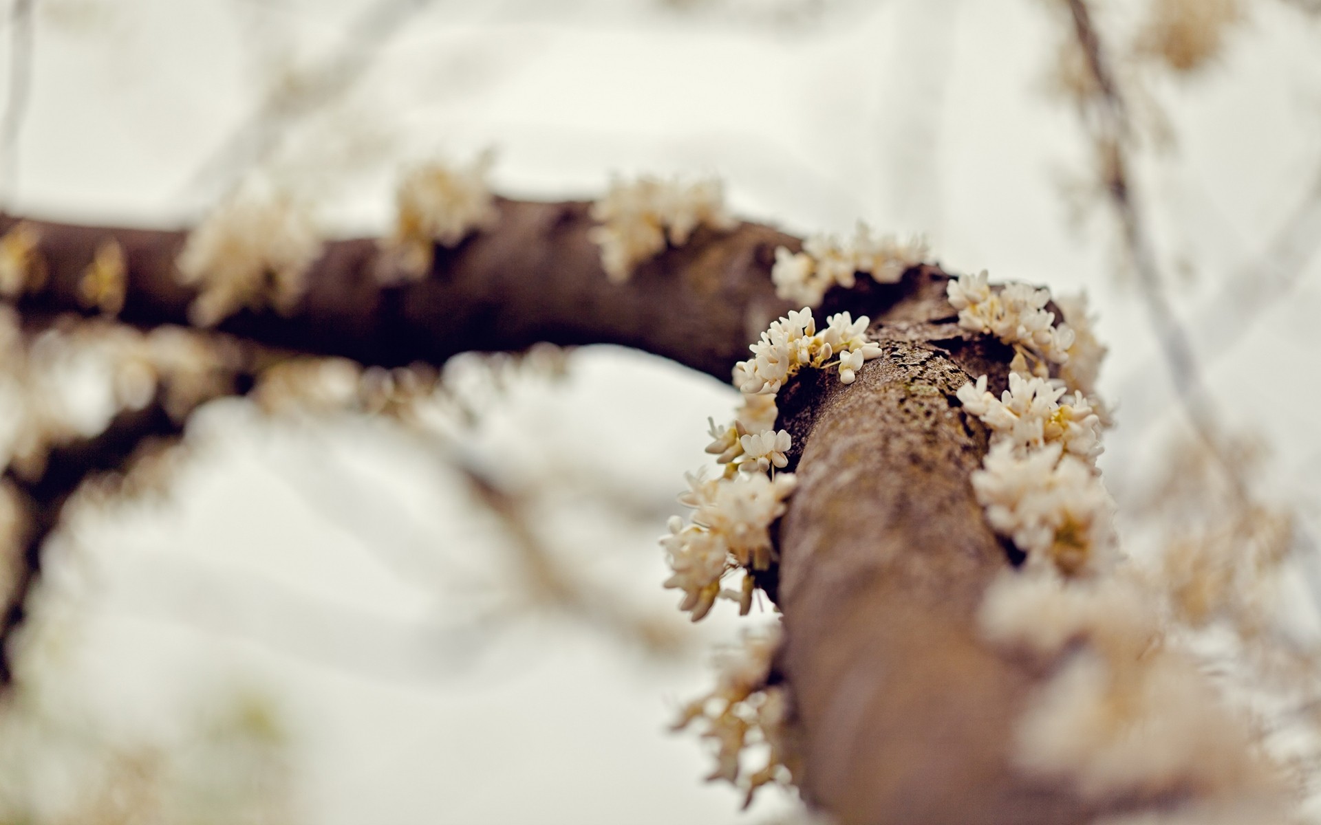 White flowers on a tree branch