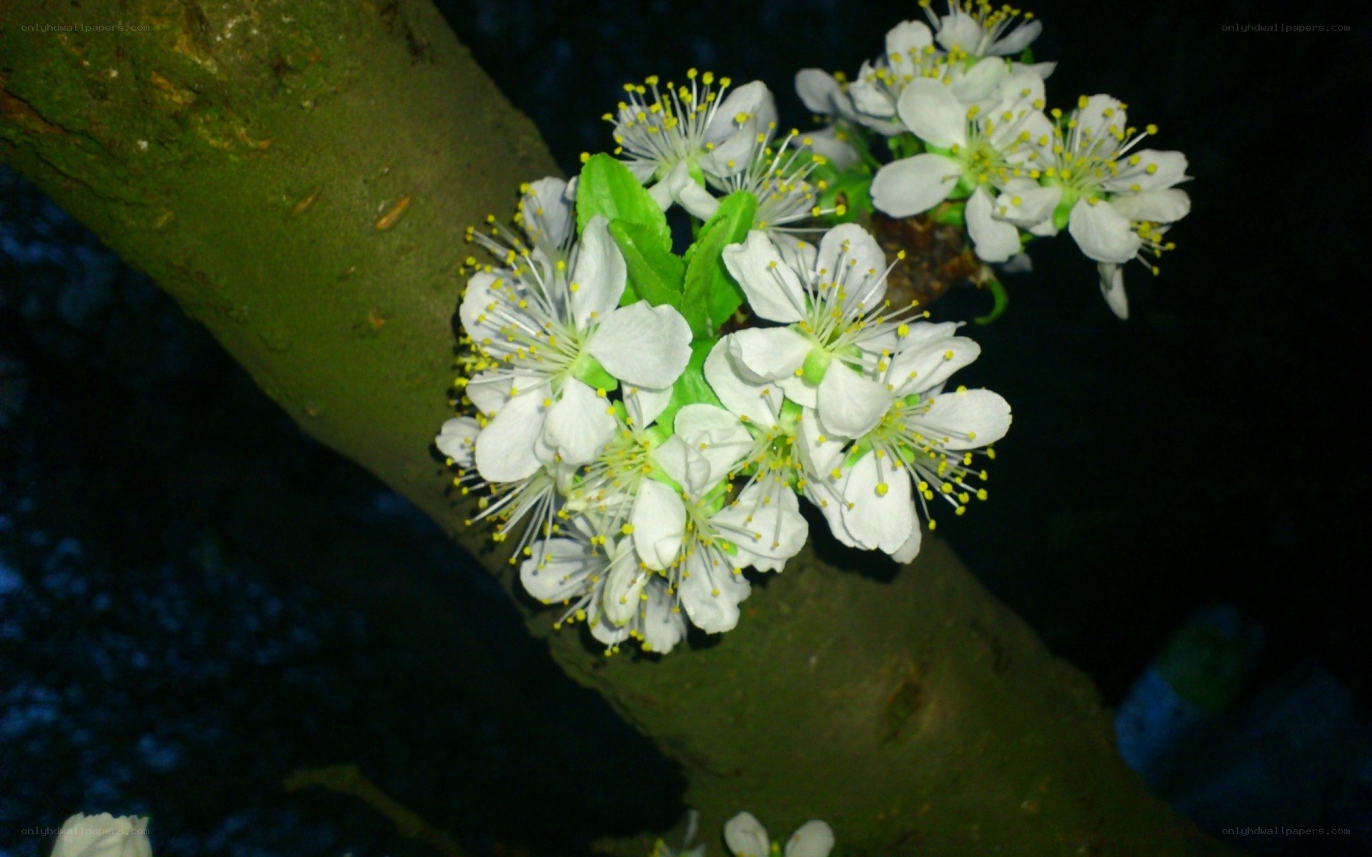 white flowers on a tree branch