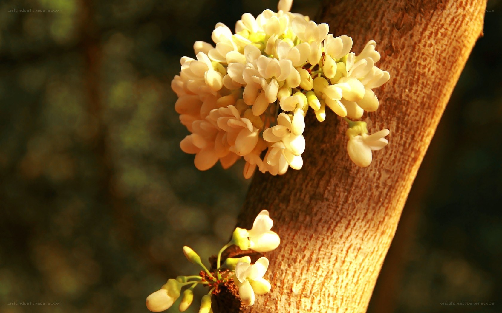 white flowers on a tree branch