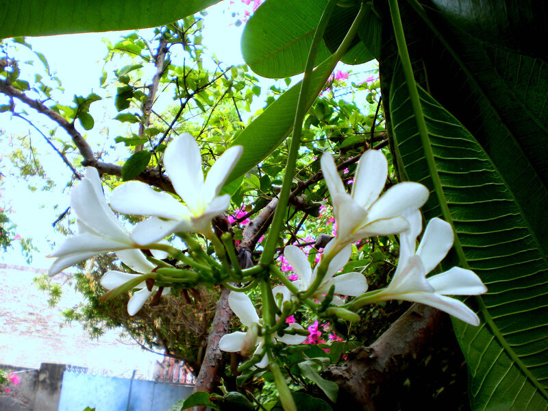 White flowers on a tree branch
