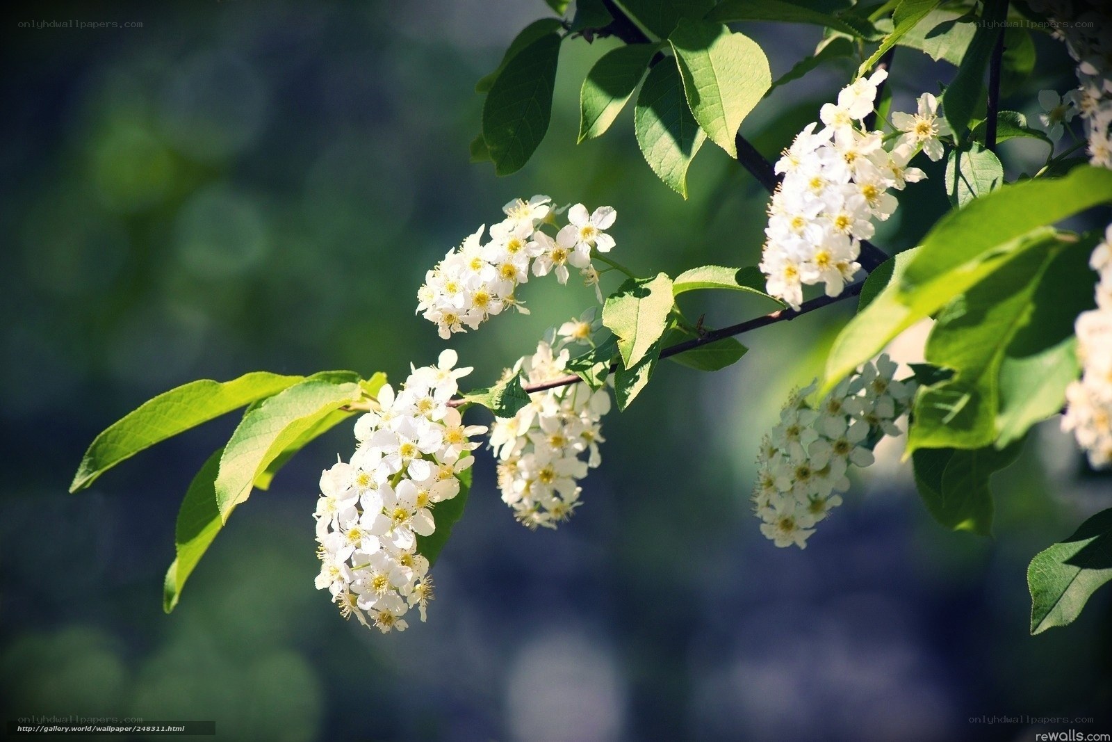 White flowers on a tree branch