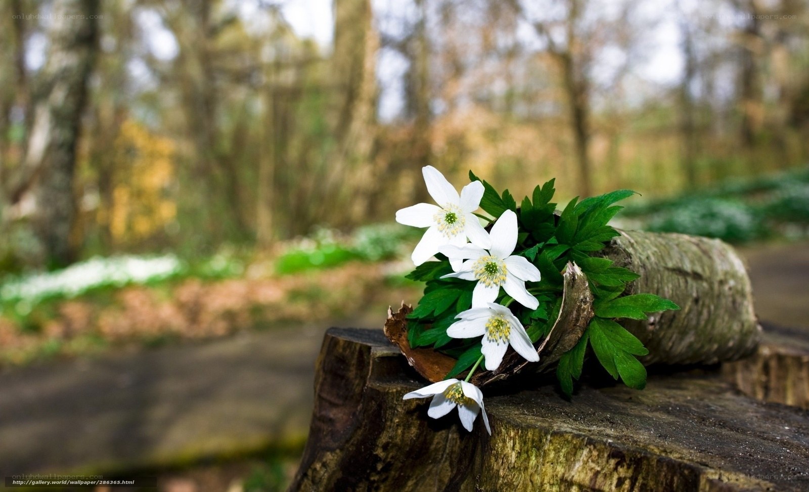 White flowers on a tree stump