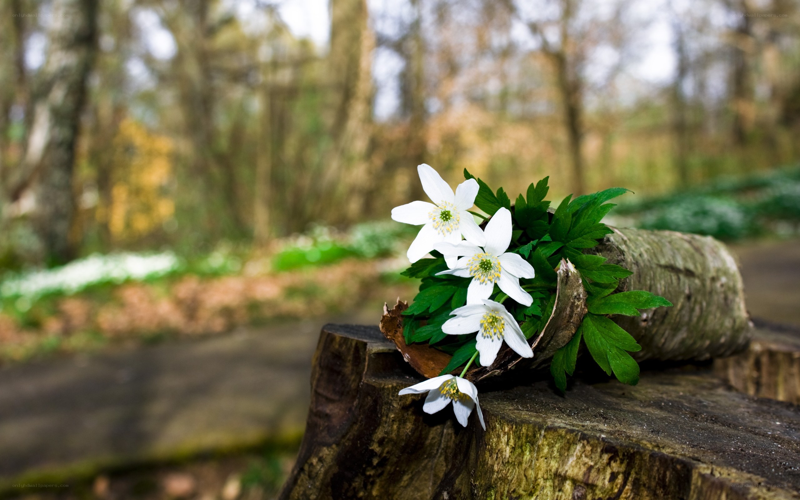 White flowers on a tree stump