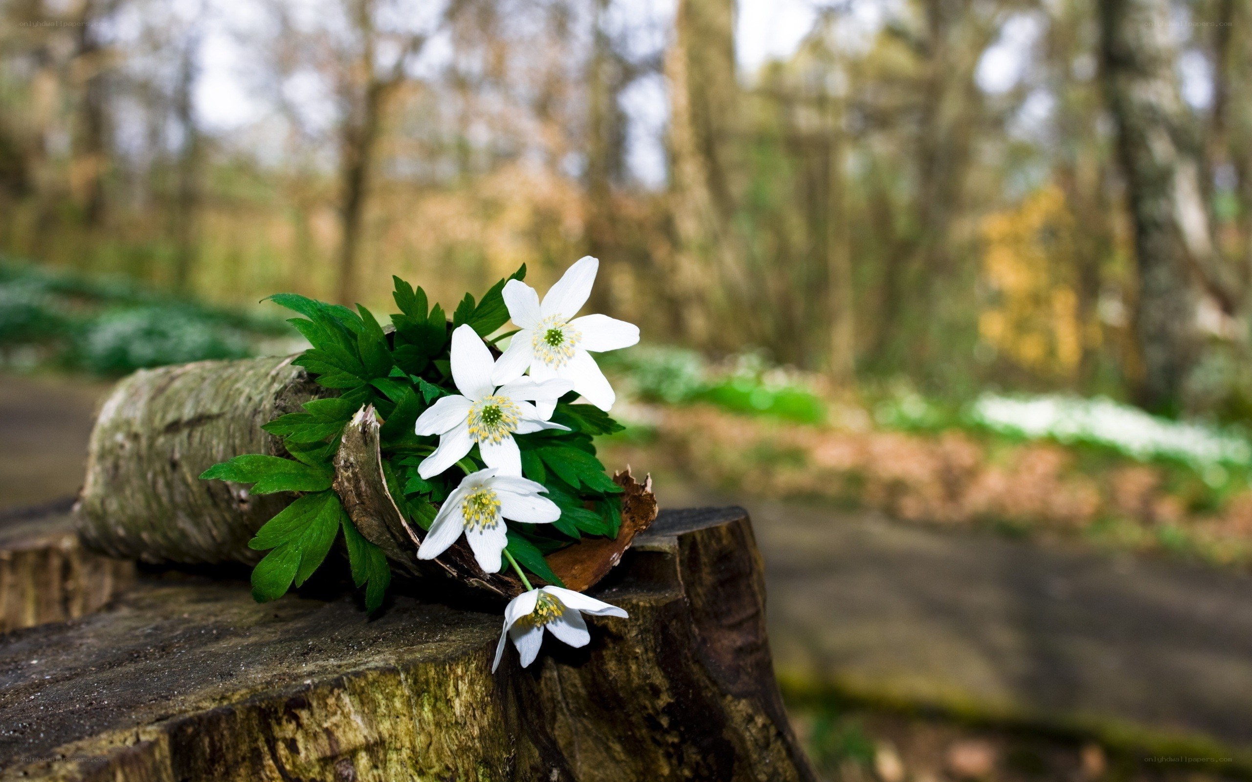 White flowers on a tree stump