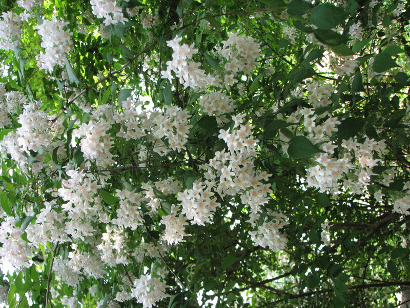 white flowers on a tree