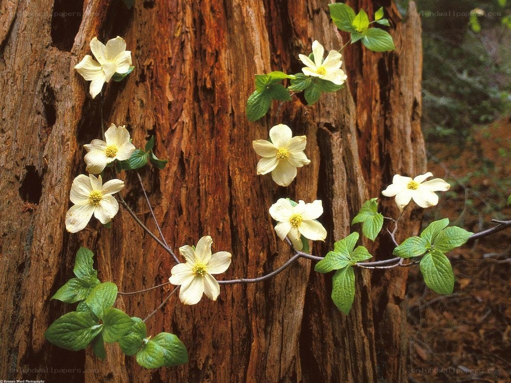White flowers on a tree trunk