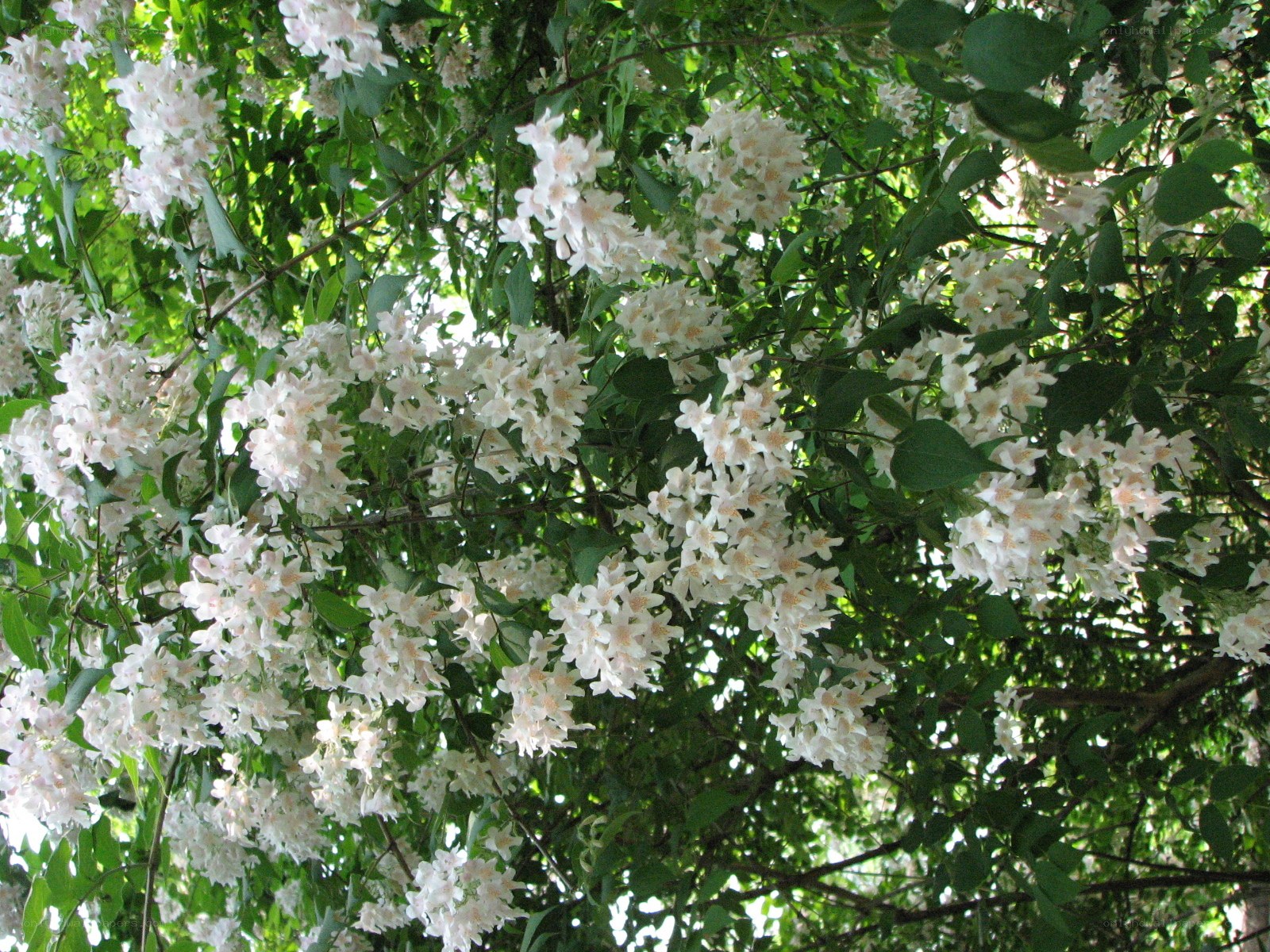 white flowers on a tree