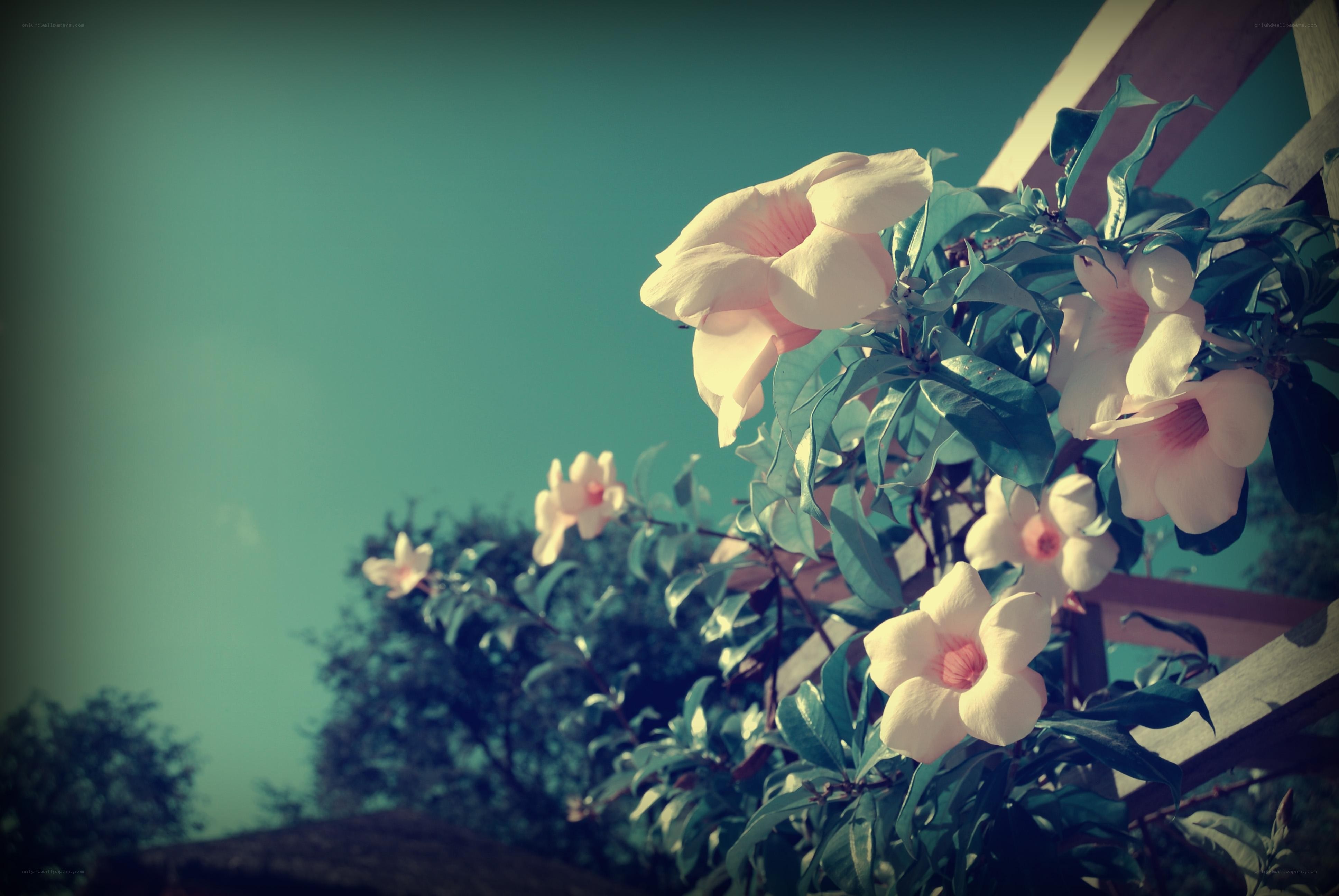white flowers on a trellis