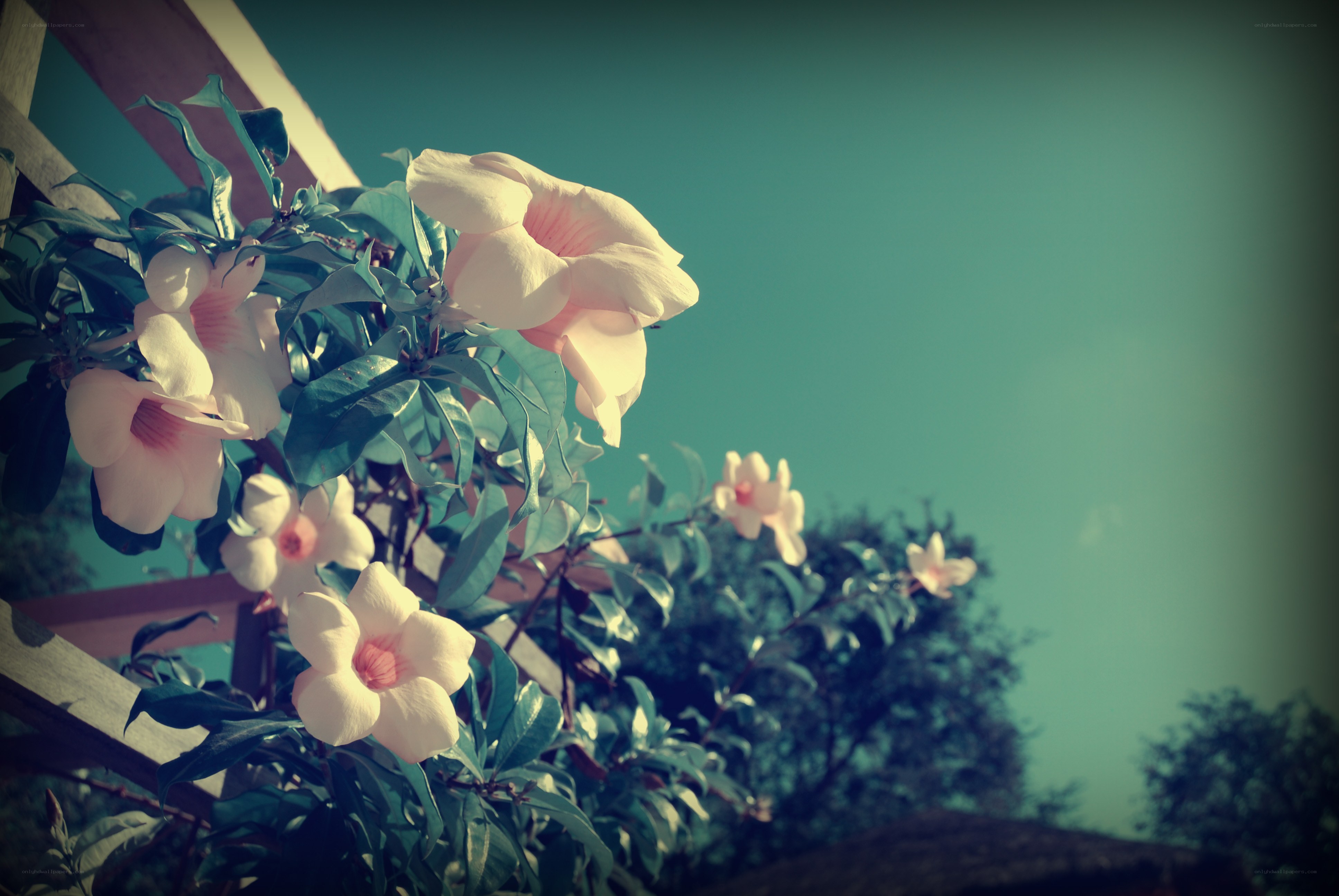 white flowers on a trellis