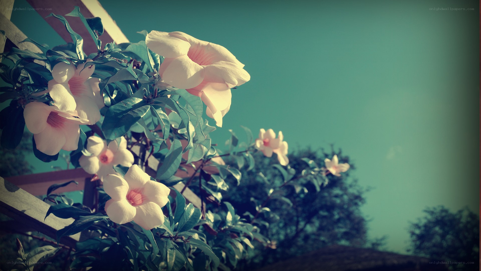 white flowers on a vine