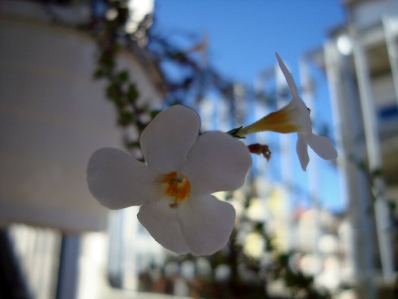 White Flowers on a Vine — Serene