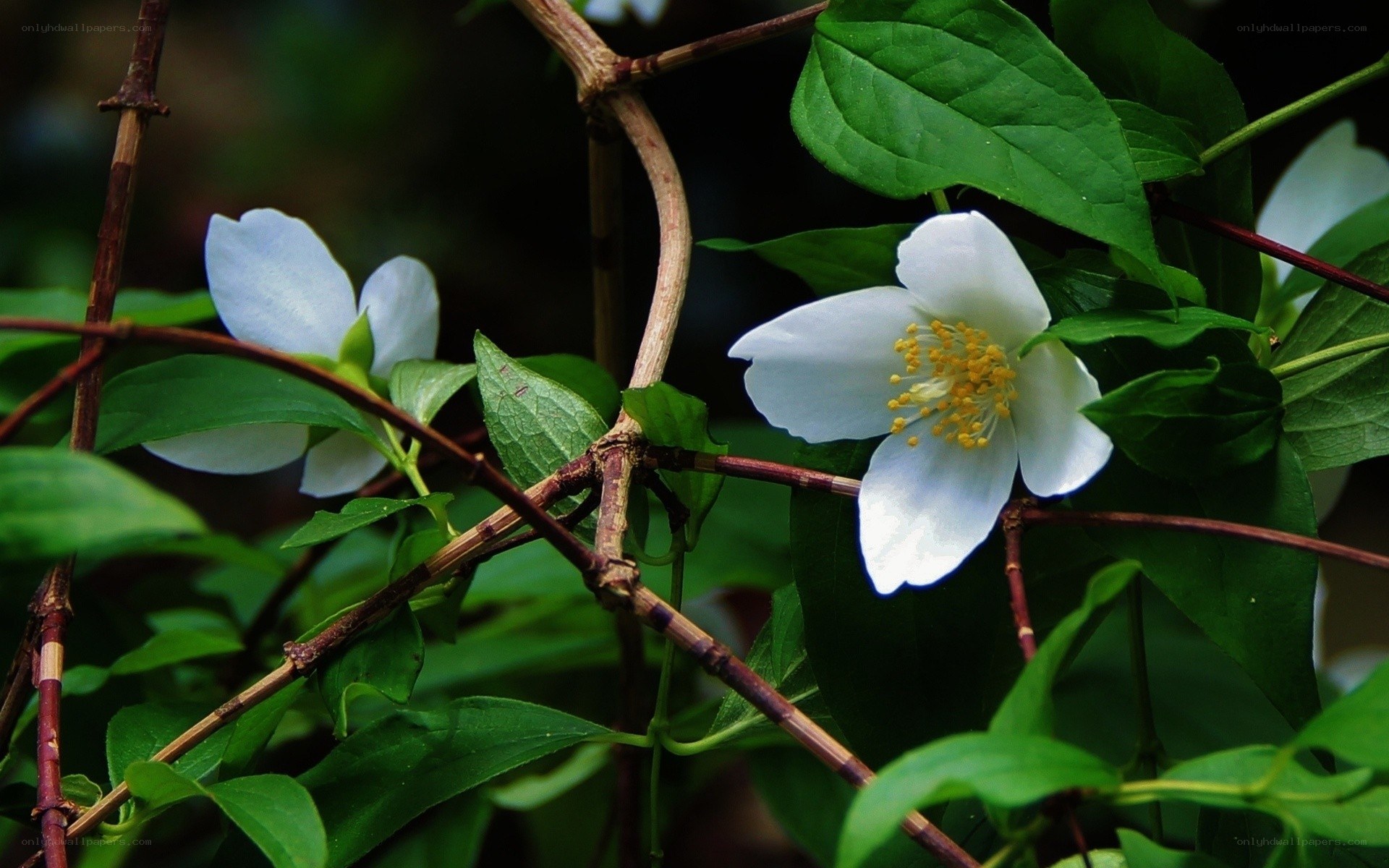 white flowers on a vine