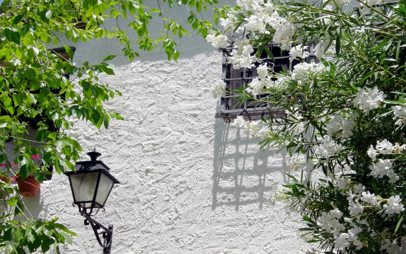 White flowers on a wall