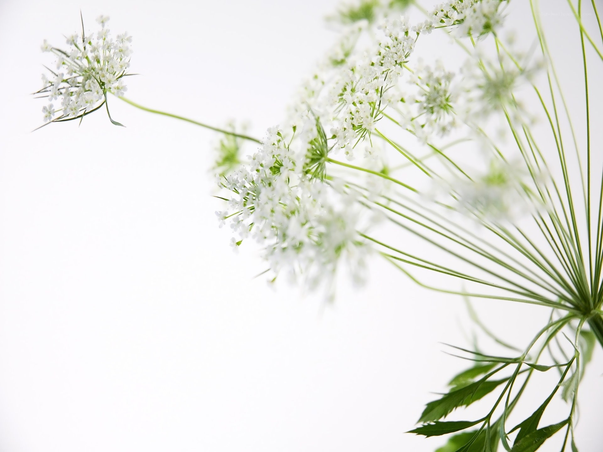 White flowers on a white background