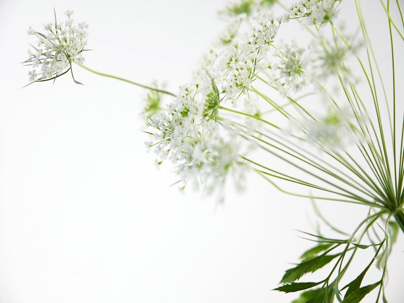 White flowers on a white background
