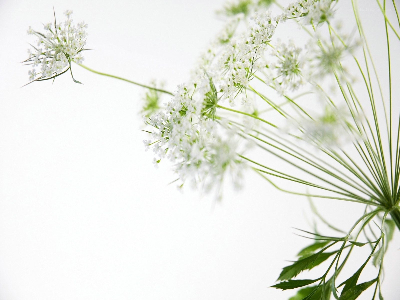 White flowers on a white background