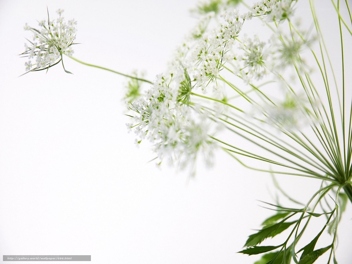 White flowers on a white background