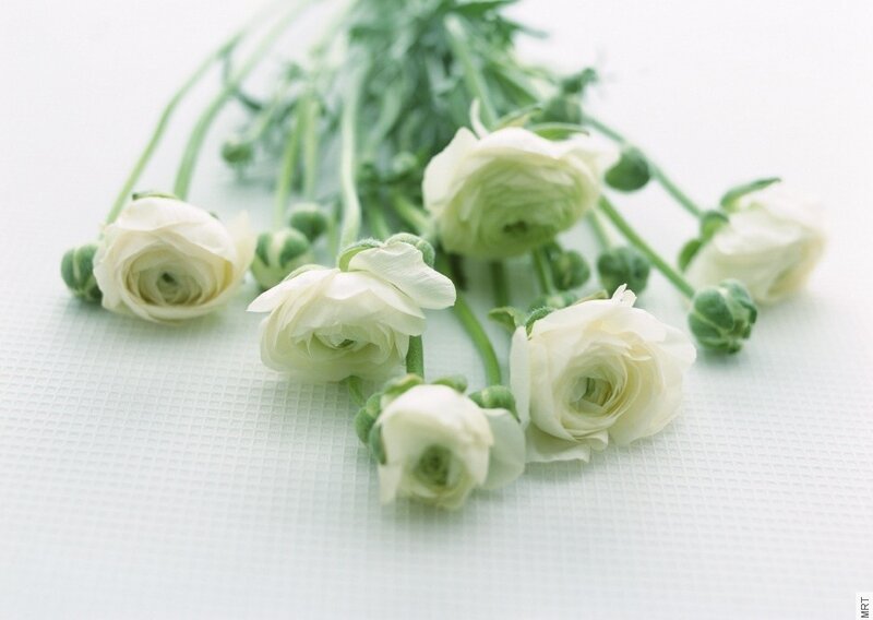 White flowers on a white surface