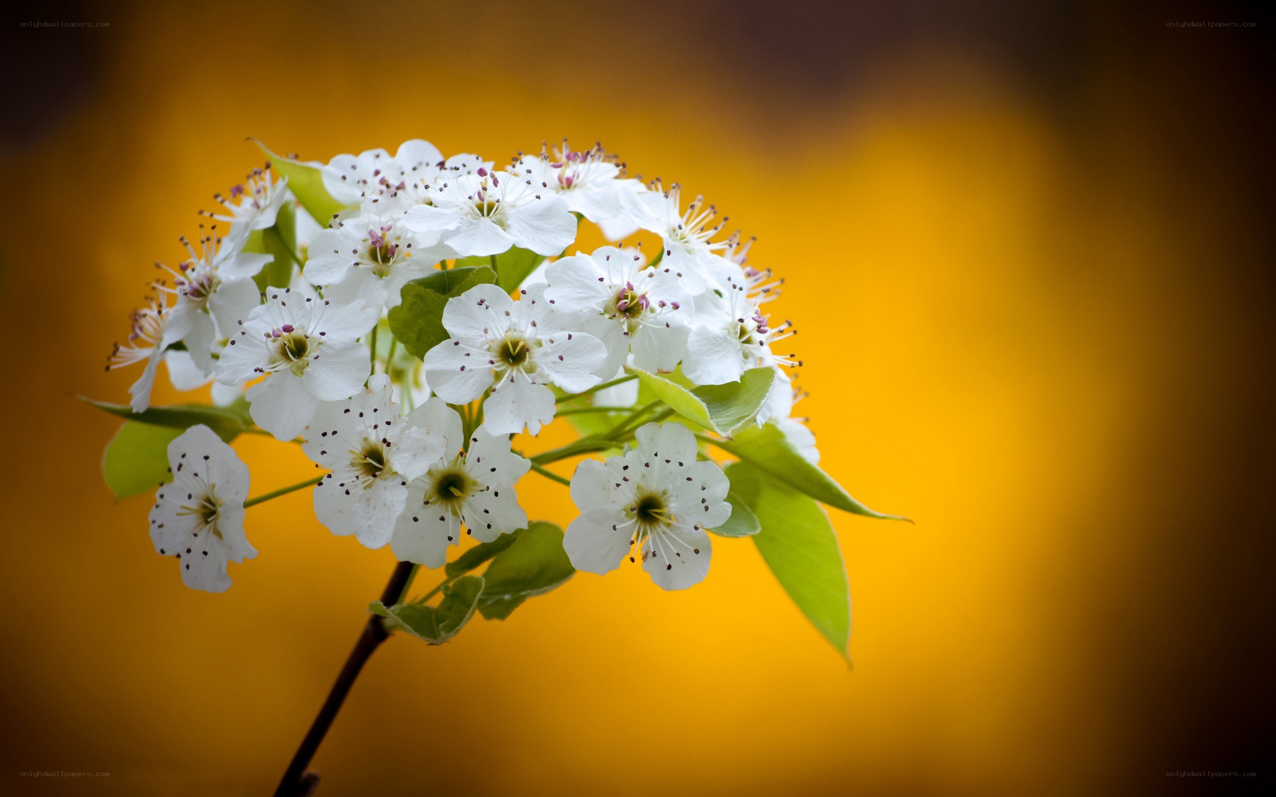 White flowers on a yellow background