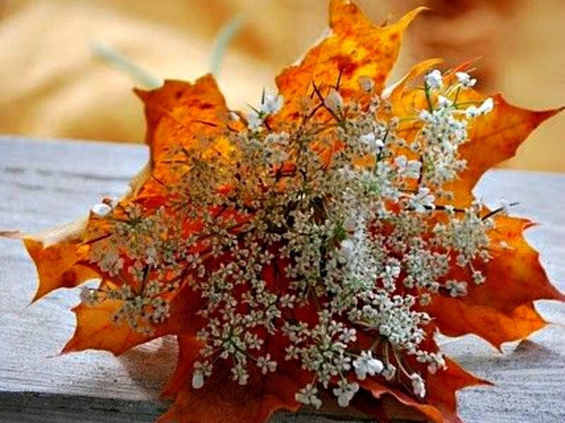 White Flowers on Autumn Leaves