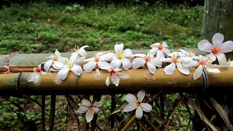 White Flowers on Bamboo — Serene