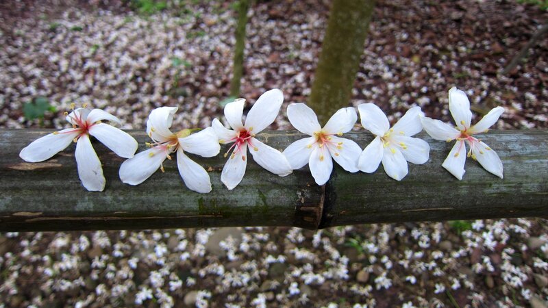 White Flowers on Bamboo