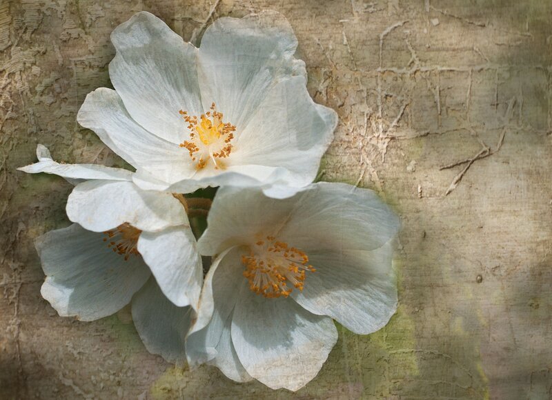 White Flowers on Bark