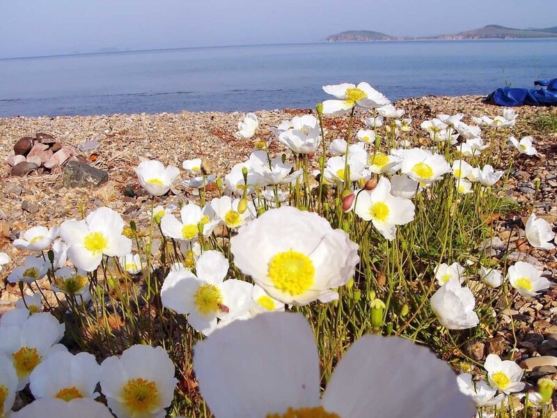 White Flowers on Beach