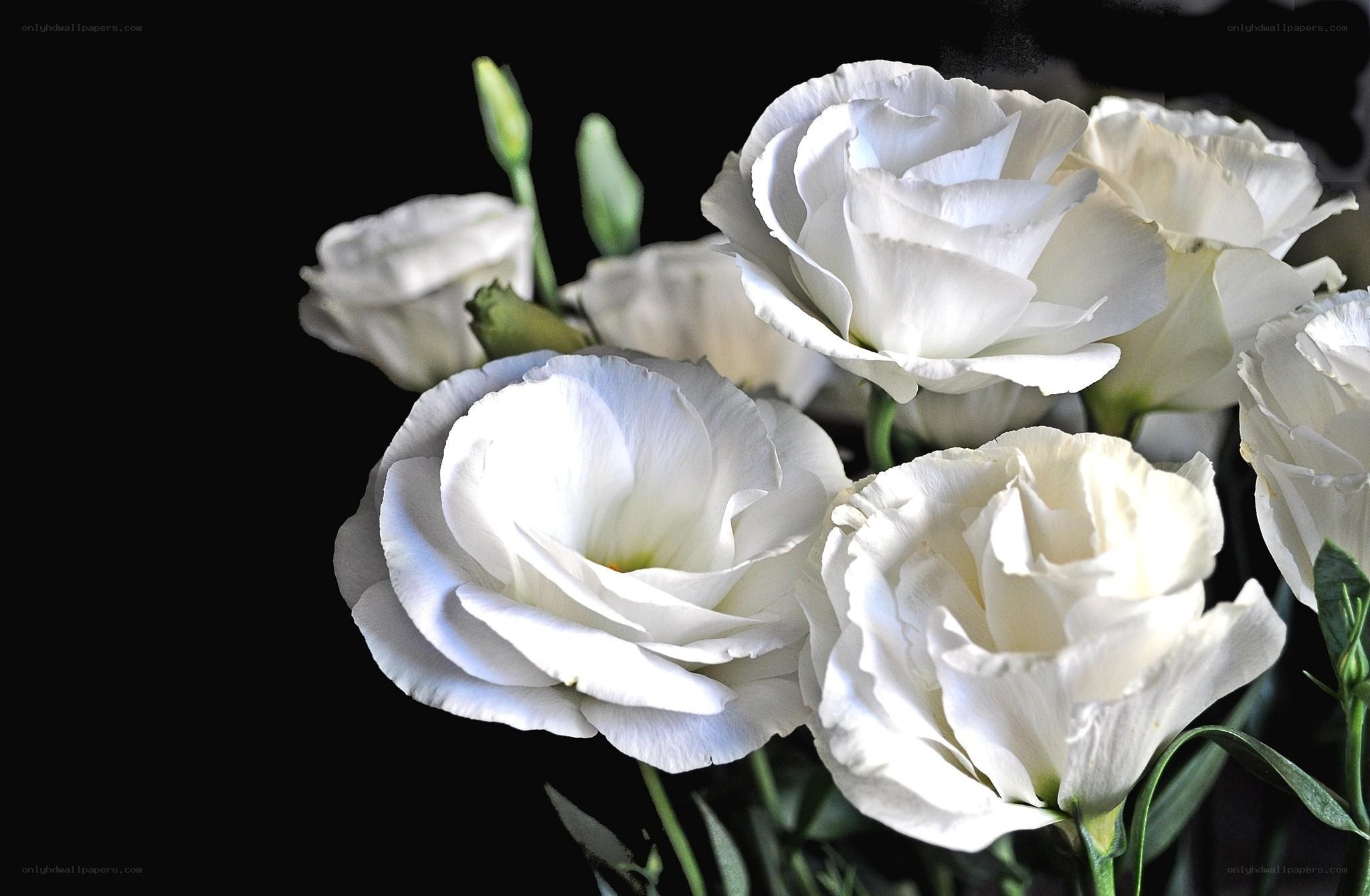 White flowers on black background