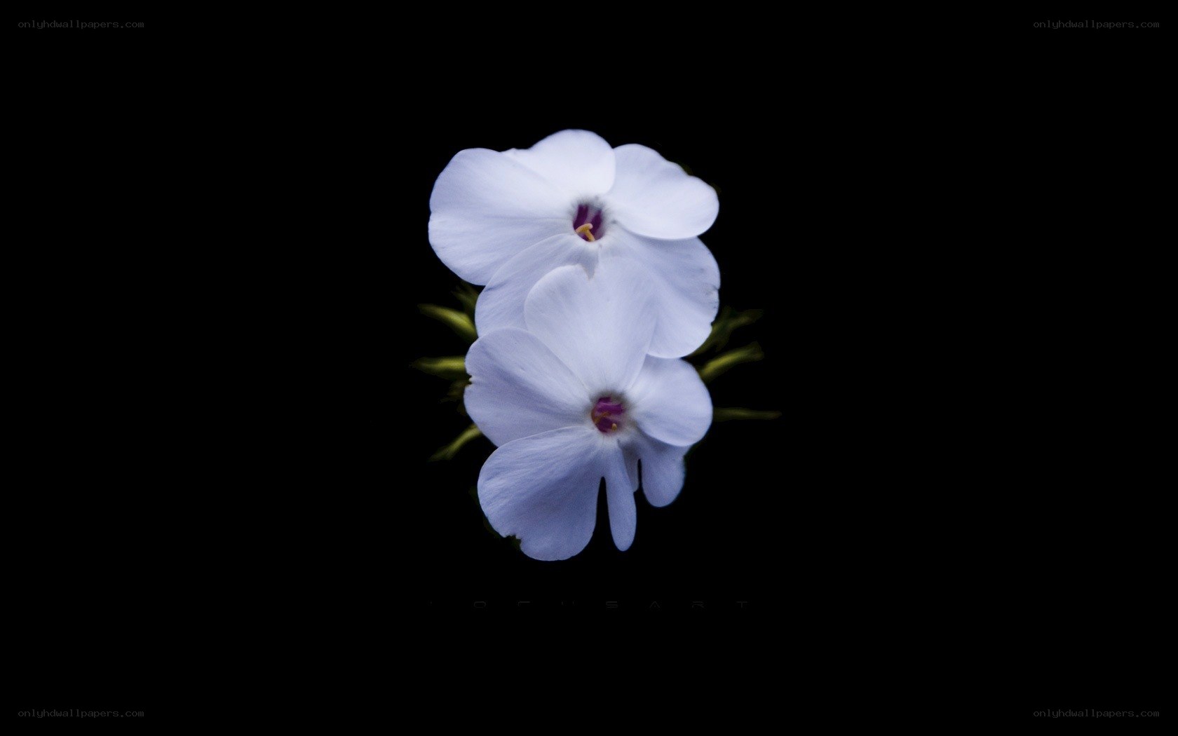 white flowers on black background