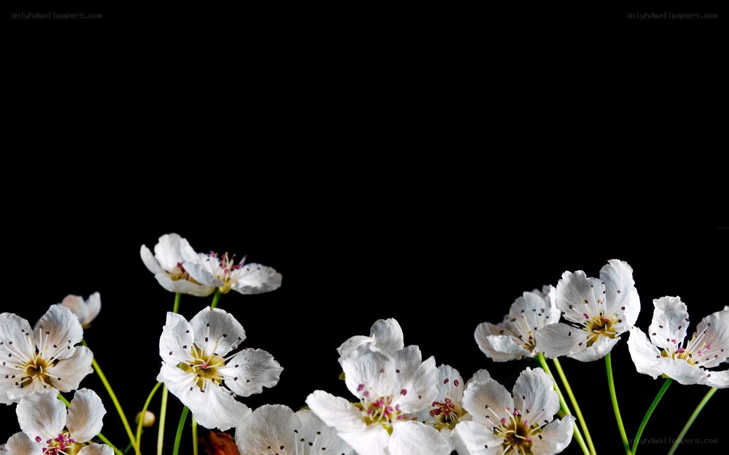 white flowers on black background