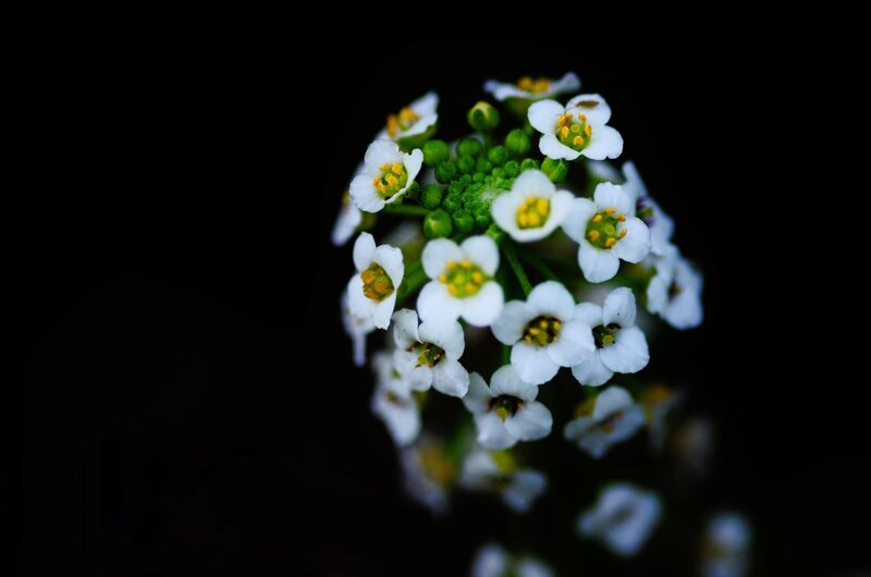 white flowers on black background