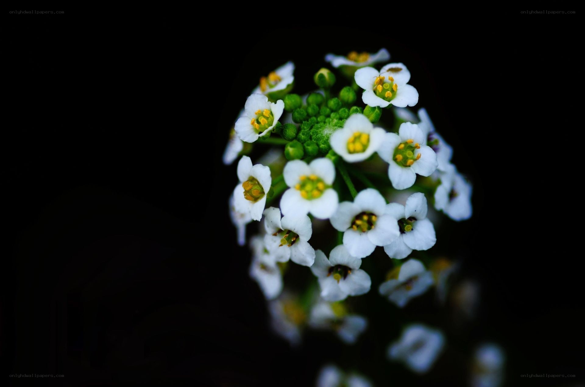white flowers on black background