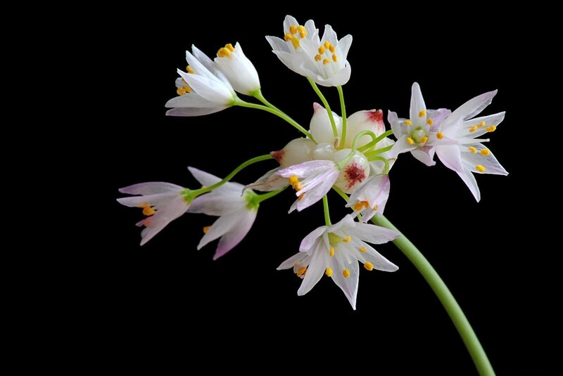 White Flowers on Black Background — Dramatic