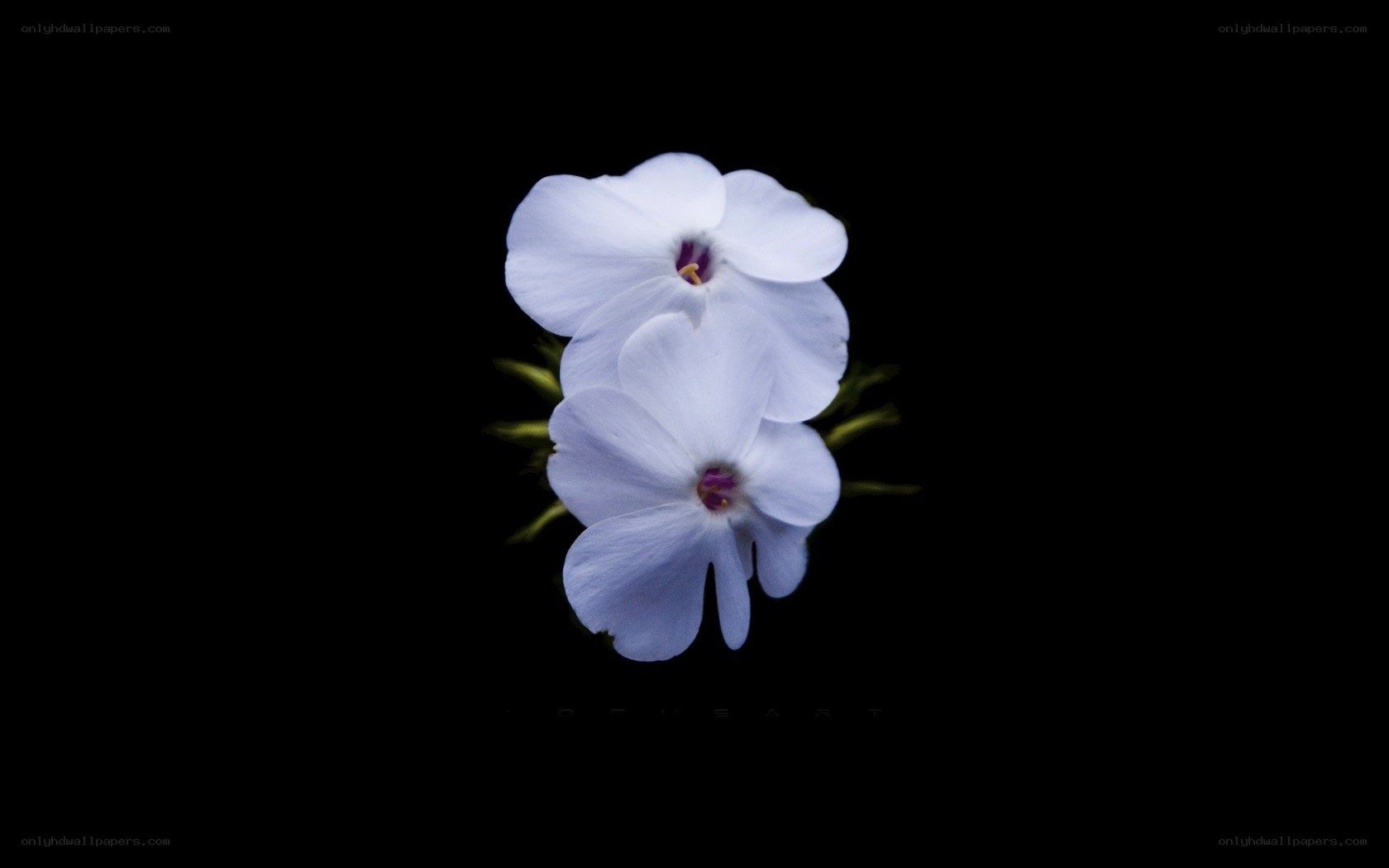 White flowers on black background