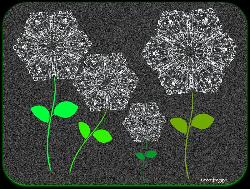 White Flowers on Black — Calm