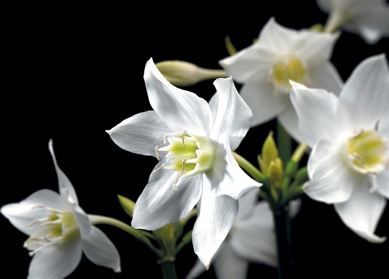 White Flowers on Black — Dramatic, Photograph