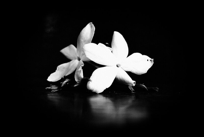 White Flowers on Black — Dramatic