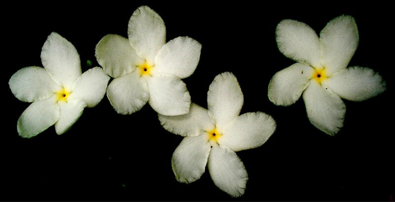 White Flowers on Black — Serene, Photograph