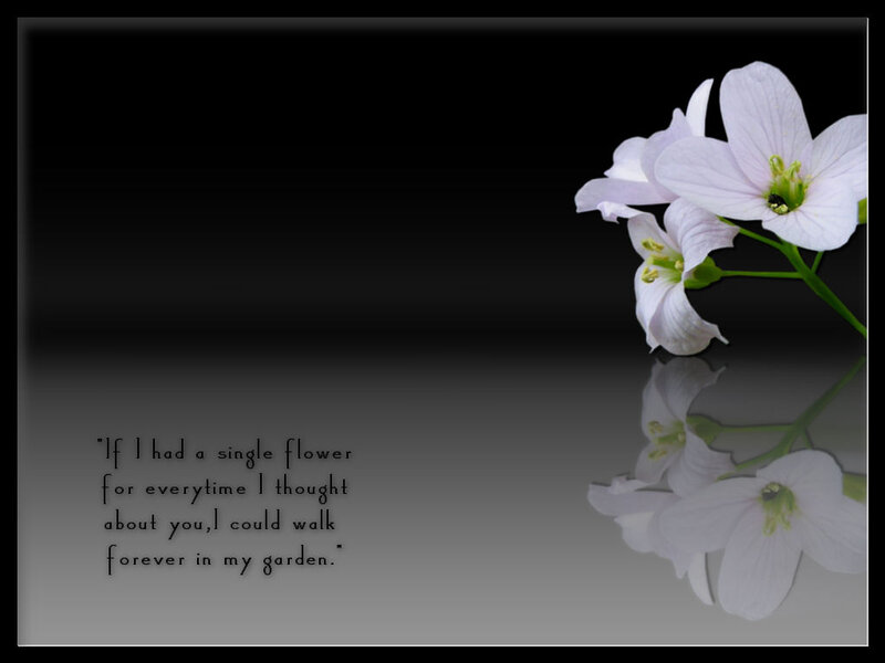 White Flowers on Black — Serene