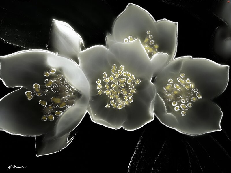 White Flowers on Black