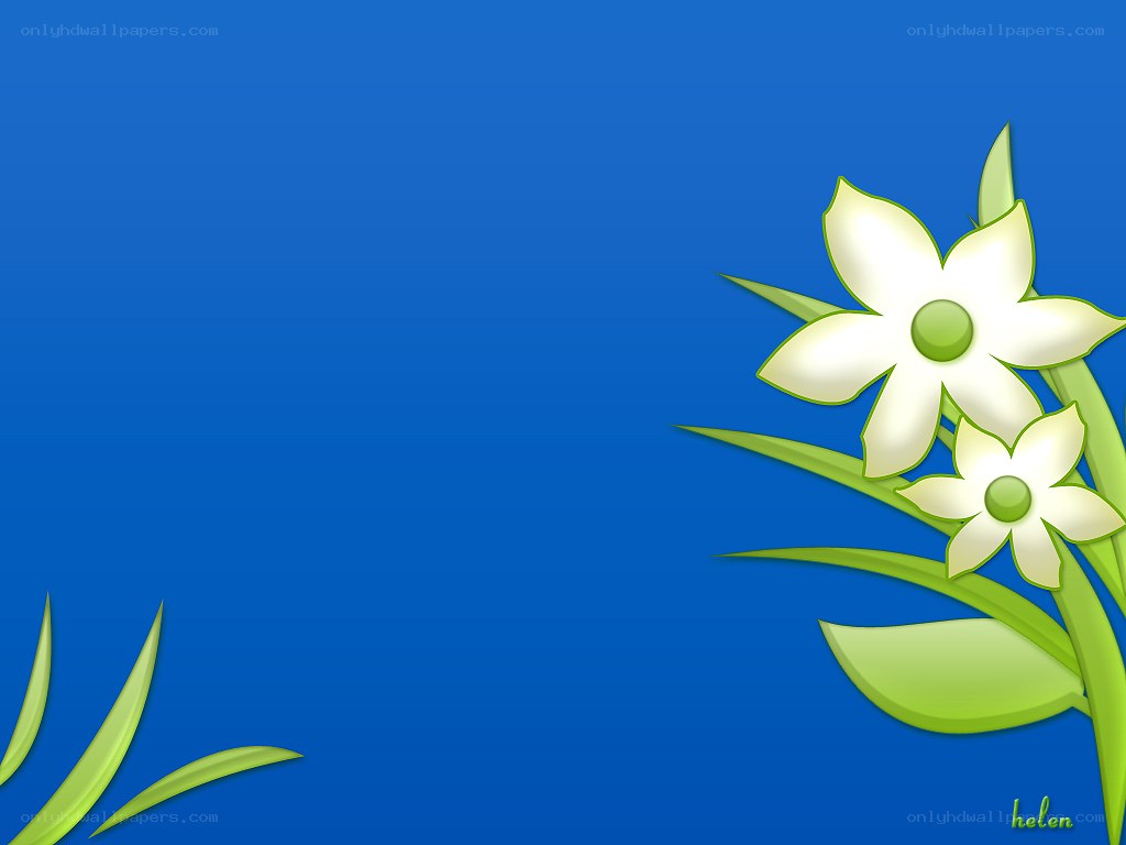 white flowers on blue background