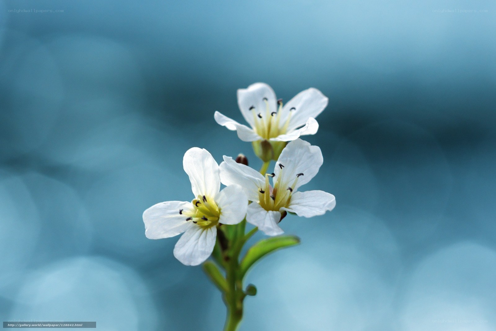 White flowers on blue background