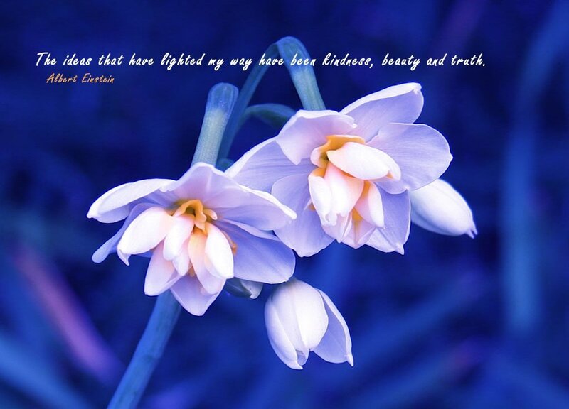 White Flowers on Blue — Serene, Photograph
