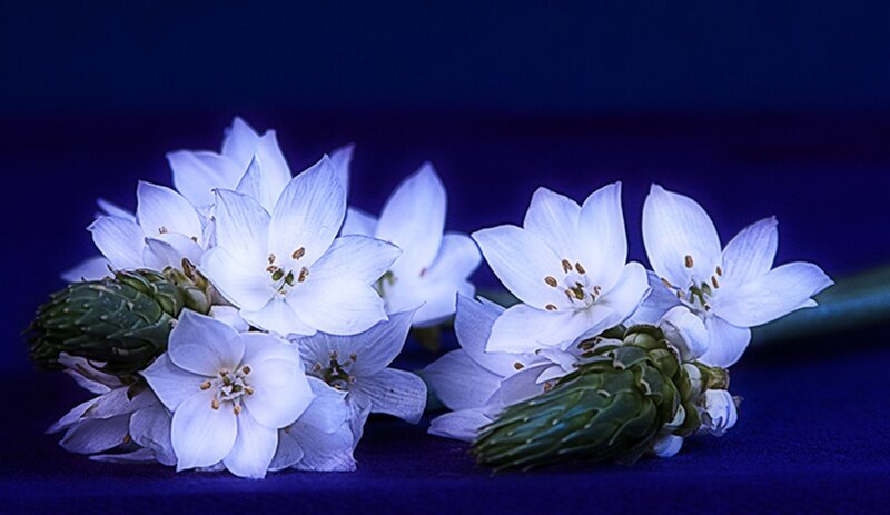 White Flowers on Blue