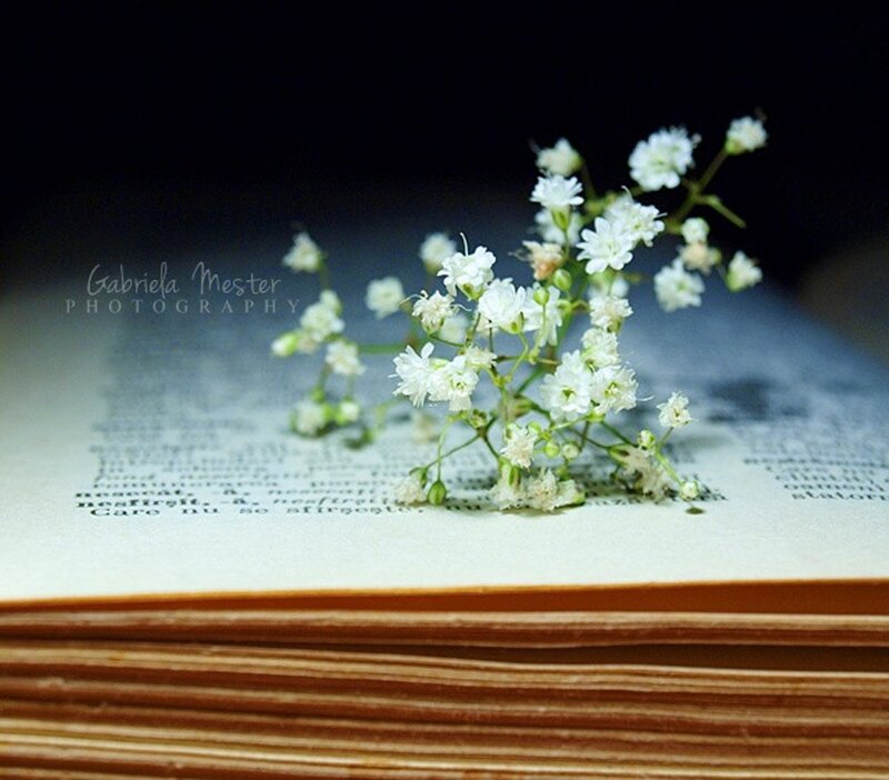 White Flowers on Book — Serene, Photograph, Text