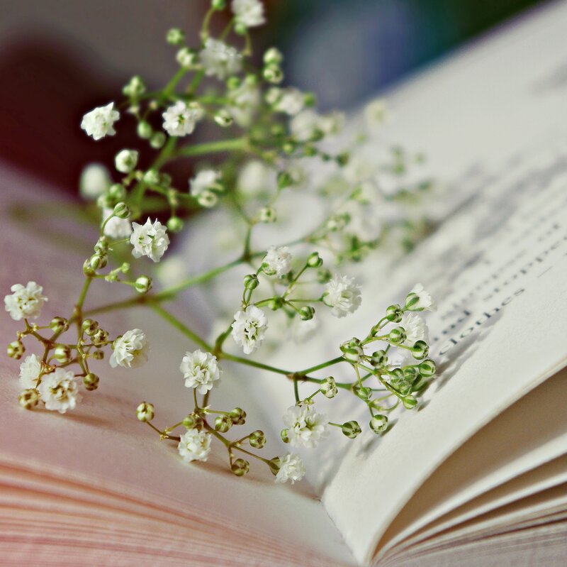 White Flowers on Book — Serene