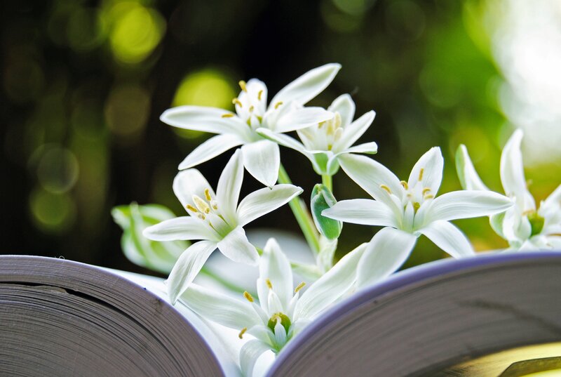 White Flowers on Book
