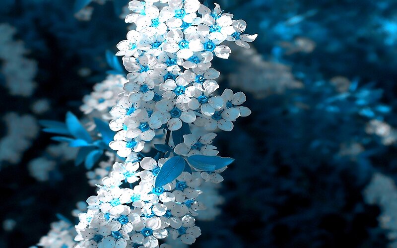 White Flowers on Branch — Blue, Serene